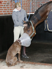 susanne_mit_pferd_und_hund.jpg